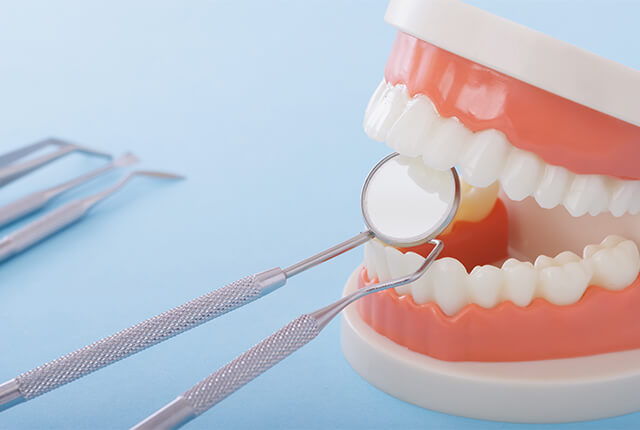 歯の模型と歯科道具